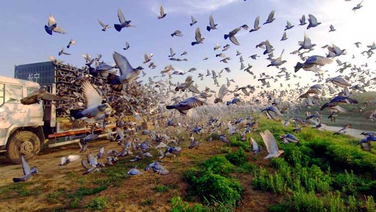 中国各地赛鸽活动盛行