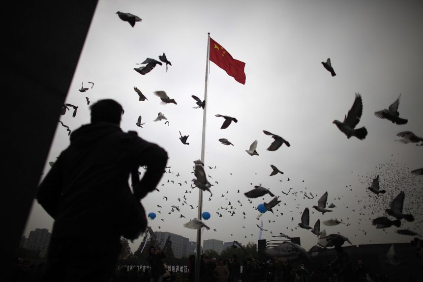 中国隐秘的赌鸽成赛鸽问题之一